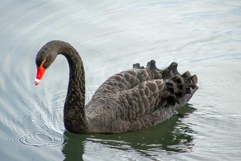 Black swan