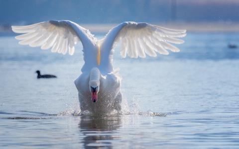 Swan taking off