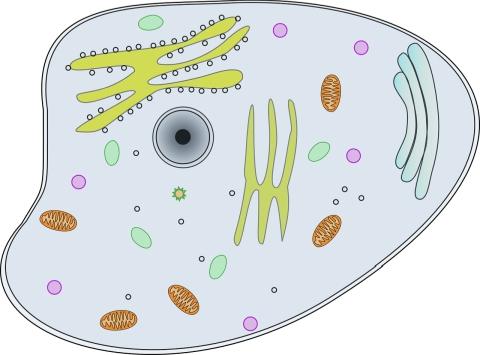 A biological cell